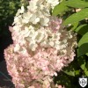 Hydrangea paniculata 'Little Alf' - Aedhortensia 'Little Alf' C2/2L